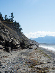 Wall Mural - Scenic beach in Dungeness Wildlife Refuge - Olympic peninsula, Washington state