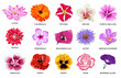 Set of fifteen types of flowers. Beautiful illustration of colorful bloom in spring. 