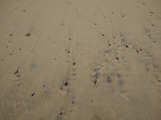 the brown mussels shell on the beach