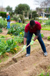 © JackF - African american man gardener with mattock working in garden outdoor