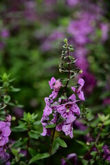 Wall Mural - The beautiful purple lupins in the spring.