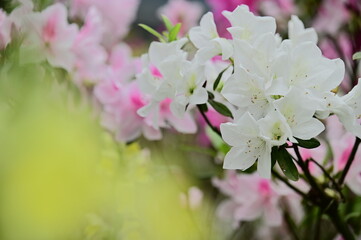 Wall Mural - The beautiful white azalea on the spring day.