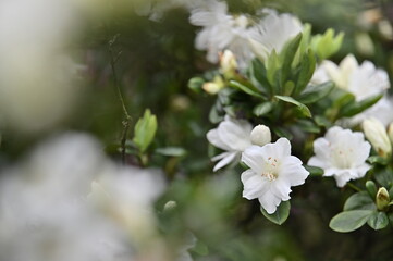 Wall Mural - The beautiful white azalea on the spring day.