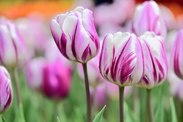 Wall Mural - Close-up shot of violet tulips swaying in the wind in the garden on a beautiful spring day. Tulip Festival. The beauty of nature. Vibrant color blooming in the spring garden. Flower bed.