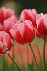 Wall Mural - Close-up shot of red tulips in the garden.