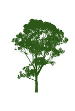 Eucalyptus Gum Tree