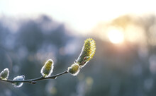 Beautiful Fluffy Willow Buds Close Up. Blossom Pussy Willow Branch, Spring Season Natural Background.