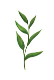 Fototapeta  - fresh green stem with leaves isolated on white background. hand drawn gouache paint illustration