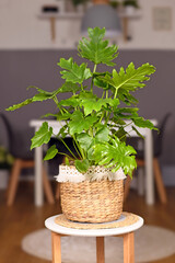 Wall Mural - Tropical 'Philodendron Selloum' houseplant in basket flower pot on living room side table