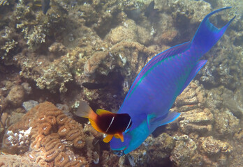 Blue parrot-fish is named due to its beak-like dental bone with strong teeth and brilliant coloration patters, it inhabits coral reefs together with other exotic fish including anemones