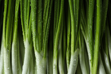 Fresh green onion with water drops, close up