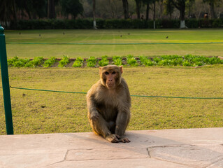 Wall Mural - Cute monkey sitting on a stone ground in front of a field