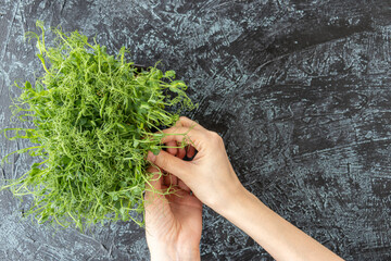 Female hands pluck young sprouts of peas or beans. green, juicy, fresh salad in container on black textured background. healthy food concept.