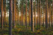 © Tuomas Lahtinen - Pine tree forest in sunset light in Finland