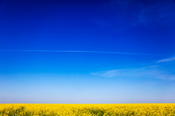 Wall Mural - Rapeseed field and clouds in sky