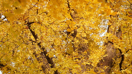 Wall Mural - the beautiful autumn landscape with the colorful autumn leaves on the trees in autumn