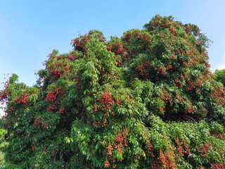 ripe lychee fruits on tree in the plantation