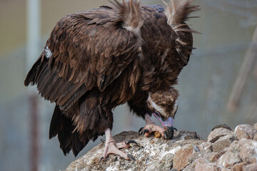 Poster - Cinereous Vulture, (Aegypius monachus) in its natural habitat. Wildlife.