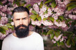 © endrews21 - A brutal stylish man with a long dark beard and mustache in a white T-shirt near blooming sakura trees in a park in nature. Adult guy with gray hair and dyed hair