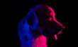 Portrait of a dog in blue and pink neon lights. Creative photo of golden retriever