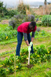 © JackF - African-American man working soil at his smallholding, hoeing between vegetable seedlings..