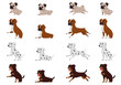 Set of dogs in different poses. Pug, Boxer dog, Dalmatian and Rottweiler in cartoon style.
