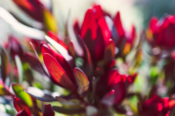 close-up of red protea flowers in pot indoor by the window with backyard bokeh in the background