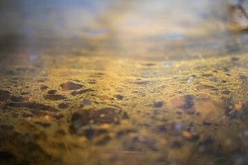 Wall Mural - green algae texture in the lake