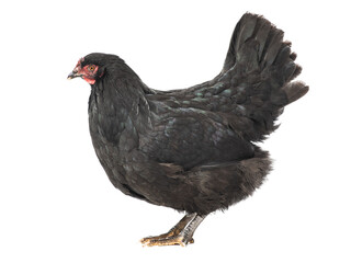 Wall Mural - Black chicken isolated on white background