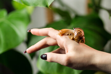 Snail Achatina on woman hand on nature background. Exotic pet. Use of snails for skin care. Natural ingredients of alternative medicine.