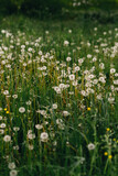 Fototapeta Dmuchawce - Fluffy beautiful dandelions in field close up