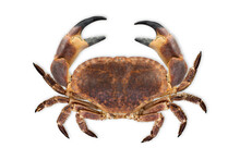 Big Raw Crab Isolated On White Background
