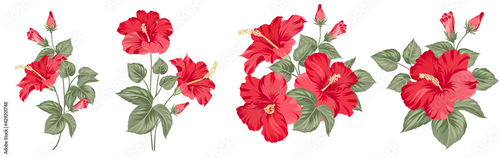Set of differents hibiscus on white background. - obrazy, fototapety, plakaty 