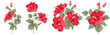 Set of differents hibiscus on white background.