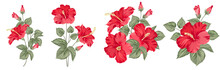 Set Of Differents Hibiscus On White Background.