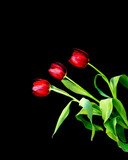 Fototapeta Tulipany - Three beautiful red tulips