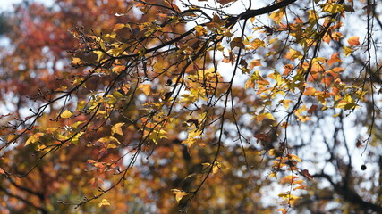 The colorful autumn landscape with the beautiful autumn leaves on the trees in autumn