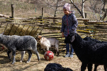 Cute Little Girl Feeding Sheep And Goats On The Farm.