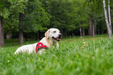 Fototapeta Zwierzęta - Labrador dog resting in the city park