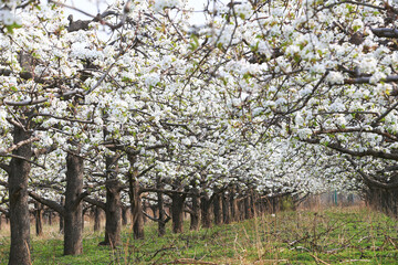 Wall Mural - The pear trees bloom in the orchard