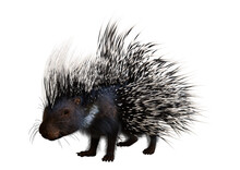 3D Rendering Crested Porcupine On White