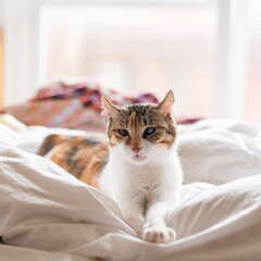 Wall Mural - tortoiseshell cat lying on the bed