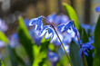 Scilla siberica  blooms in spring in blue close-up