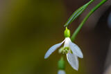 Fototapeta Dmuchawce - snowdrops - one of first spring flowers in the forest