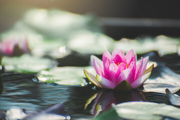 Wall Mural - pink lotus flower blossom or water lily blooming in pond with sunlight in garden outdoor nature.