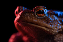 Common Toad Portrait Macro In Red And Blue Neon Light