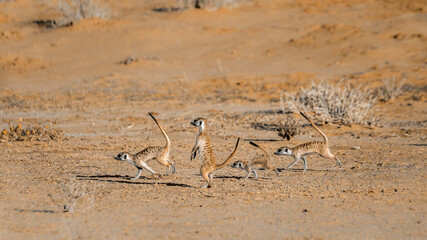 Wall Mural - Four Meerkat running away  in Kgalagari transfrontier park, South Africa ; specie Suricata suricatta family of Herpestidae