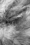 Fototapeta Dmuchawce - macro photo of gray hen feathers. background or textura
