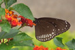 A butterfly sipping sustenance from a flower in a garden