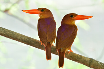 Wall Mural - Pair of Ruddy kingfisher during mating season perching on dead bamboo branch against strong back light